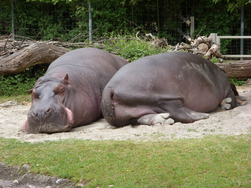 Hippos resting on their bellies.